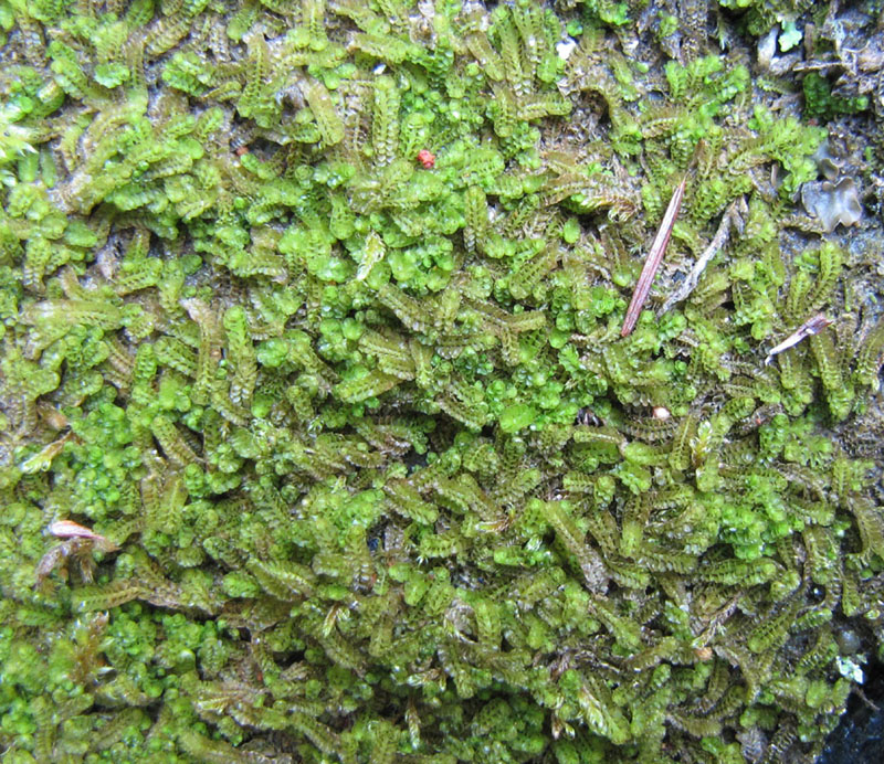 Tritomaria quinquedentata subsp. quinquedentata